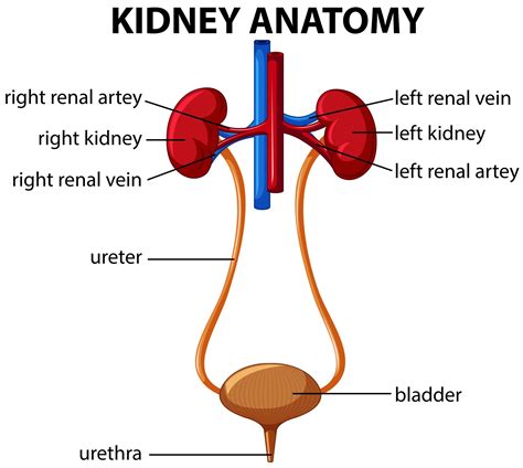 Human kidney anatomy diagram – Anatomy System – Human Body Anatomy