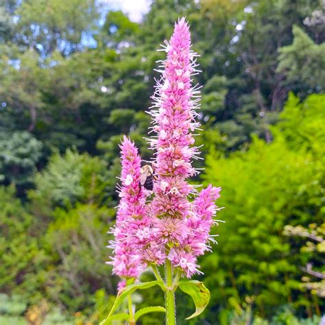 Agastache scrophulariifolia Purple Giant Hyssop Bare Root Container for