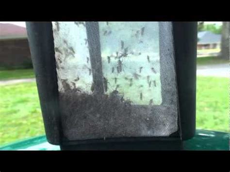 Mosquito Magnet Patriot Youtube