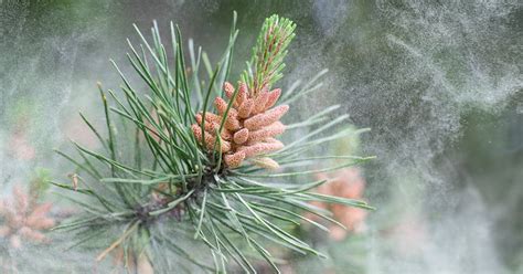 Pino albar o silvestre Pinus sylvestris usos medicinales y cómo tomarlo