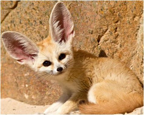 Lo Que No Sabías Del Fennec O Zorro Del Desierto