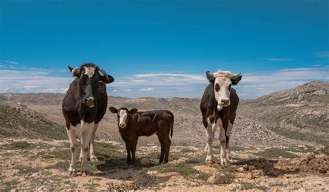 Cow Steer Or Heifer What S The Big Difference Farmhouse Guide