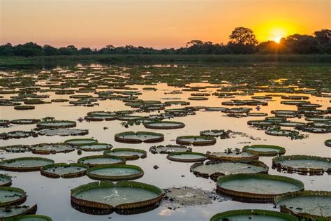 A Guide To Visiting Brazil's Pantanal | Rough Guides