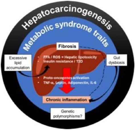 Phenotypes Of Metabolic Dysfunction Associated Steatotic Liver Disease