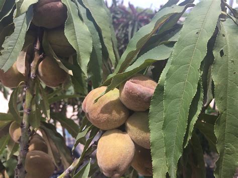 peach tree nursery