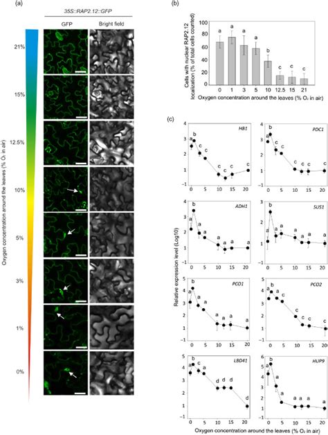 Localization Of Rap Gfp And Hypoxia Responsive Gene Expression Upon