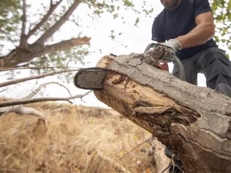 Corte E Poda De árvores Dna Florestal