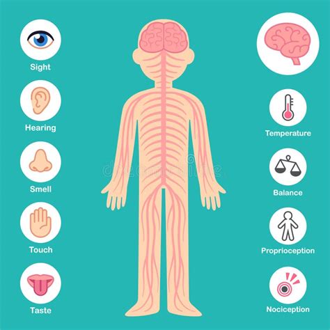 Nervous System Body Stock Illustrations Nervous System Body