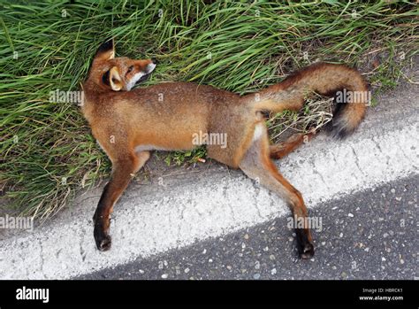 Dead Fox Hi Res Stock Photography And Images Alamy