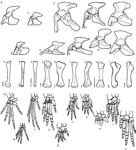 Figure 3 from Classification and phylogeny of the diapsid reptiles | Semantic Scholar