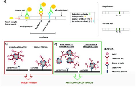 A Schematic Representation Of A Typical LFIA When The Target Analyte