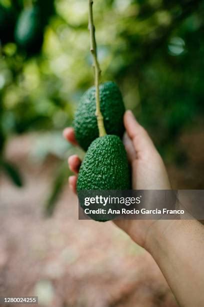 Pick Avocado Tree Photos And Premium High Res Pictures Getty Images