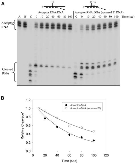 Autoradiogram Of Timecourse Cleavage Of The Acceptor Rna Dna Acceptor