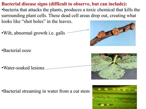 Signs and symptoms of plant disease | PPT | Free Download