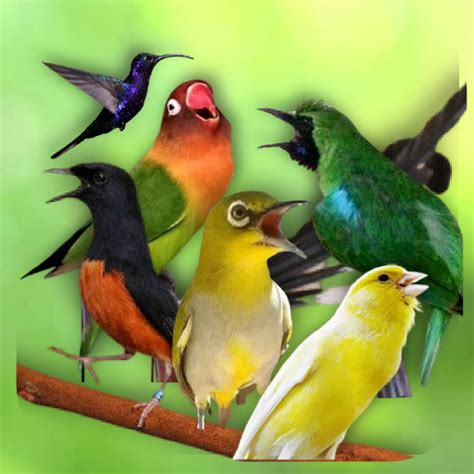 pecinta burung kicau nusantara