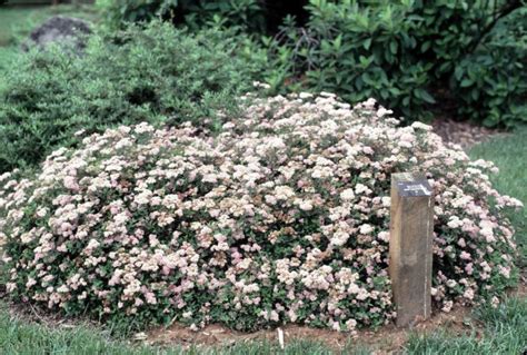 Spiraea Japonica Nana Dwarf Japanese Spirea Alpine Japanese Spirea