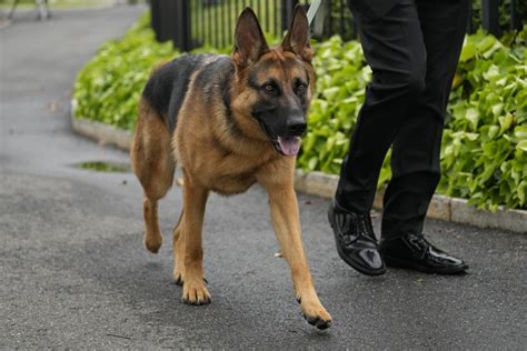 Cachorro de Biden deixa a Casa Branca após série de mordidas contra