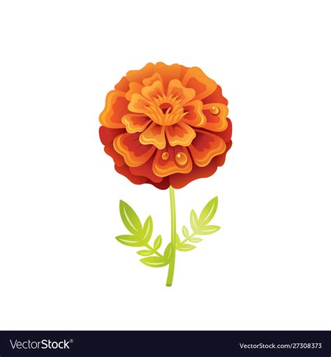 Marigold flower floral icon realistic cartoon Vector Image