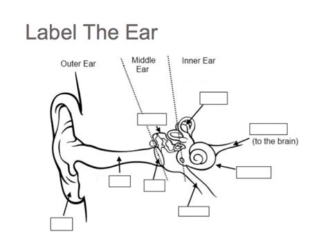 Ear Diagram For Kids