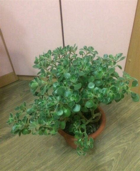 Дерево любви или аихризон – купить в Кирове, цена 50 руб., дата ...