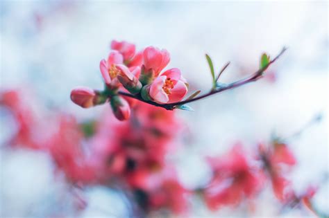 Spring Blossom 4k Wallpaper,HD Flowers Wallpapers,4k Wallpapers,Images,Backgrounds,Photos and ...