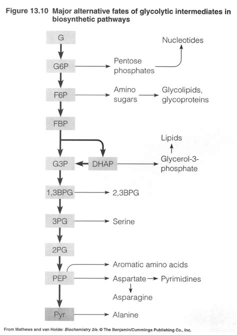 Glycolysis And Biosynthesis