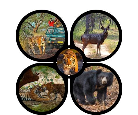 Ranthambore National Park Wildlife Safari, Wildlife Tour Provider ...