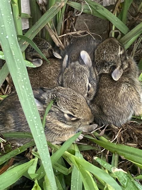 Baby bunnies sleeping in a bush : r/Eyebleach