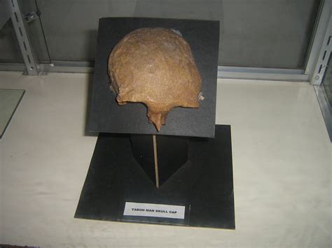 SKULL OF TABON MAN The Skull Cap Of Tabon Man Found In Pal Flickr