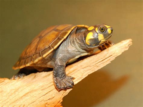 Amazon Yellow Spotted River Turtles for sale | The Turtle Source