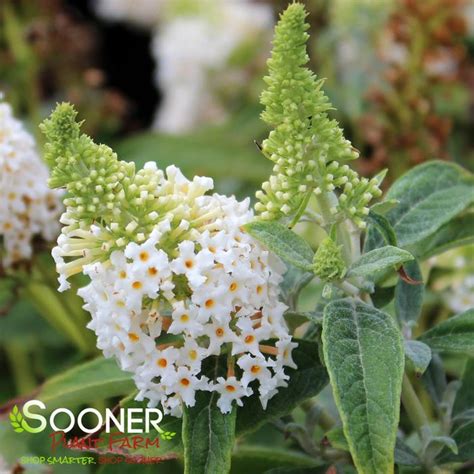 Dapper White Butterfly Bush Sooner Plant Farm