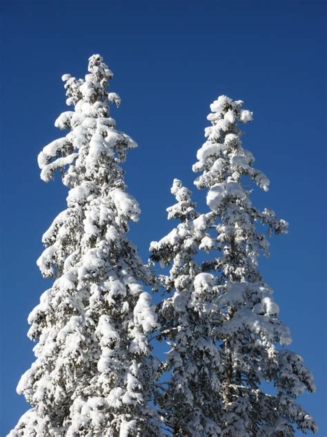 Free Images Landscape Tree Branch Cold Frost Ice Weather Snowy