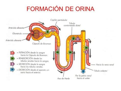 Función del sistema excretor RESUMEN fácil