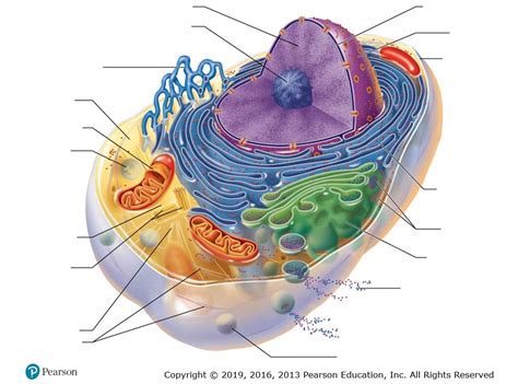 Cell And Its Organelles Diagram Quizlet