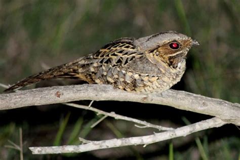 23 Birds And Animals In Estero Llano Grande State Park On Our Hikes! (Photos Included)