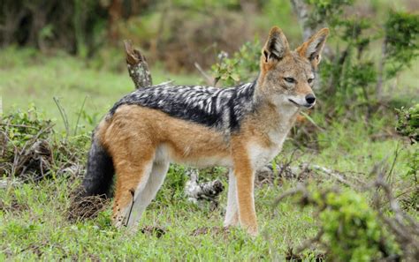 Amazing Facts You Probably Didn’t Know About Jackals – Animal Encyclopedia