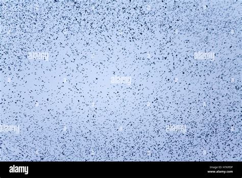 Birds swarm movements (blurred Stock Photo - Alamy