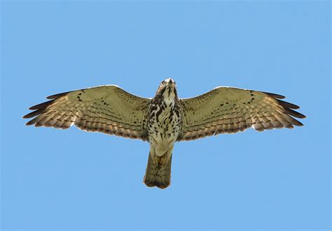 Monticello Park Birds Broad Winged Hawk