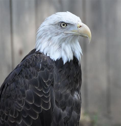 Janet's Journals: Nest-building eagles postpone Shiawassee Wildlife