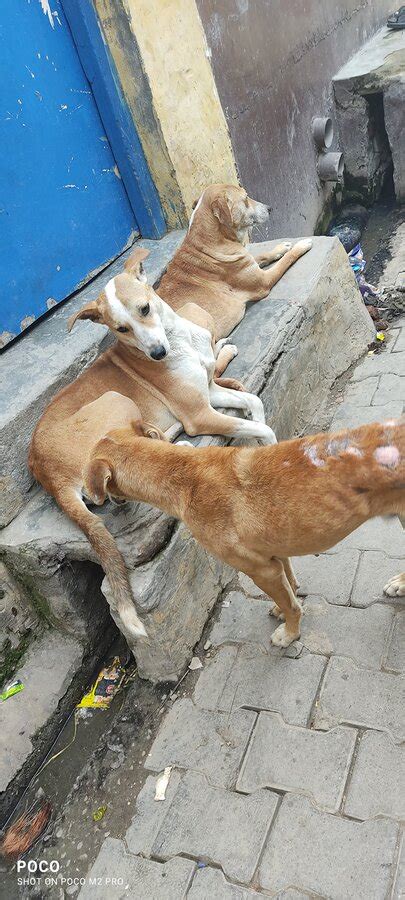 Ghaziabad Nagar Nigam — Complaint for stray dogs