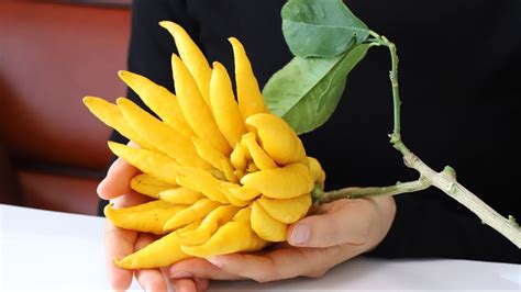 How To Cook Lucky Fruit Buddhas Hand Citrus Youtube