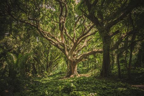 Hutan Primer And Hutan Sekunder Pengertian Menurut Ahli Dan Fungsi