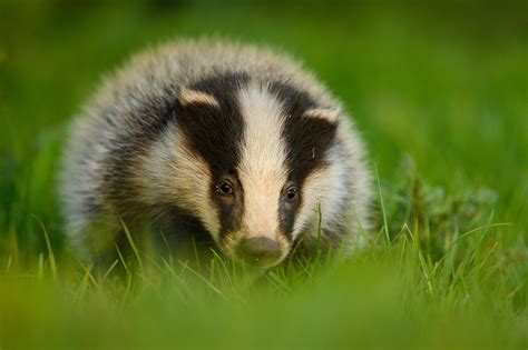 national badger day andrew mason photography