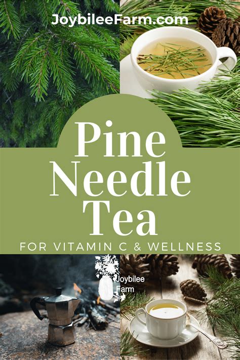 How To Make Pine Needle Tea Artofit