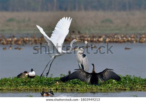 bird species  frame stock photo  shutterstock
