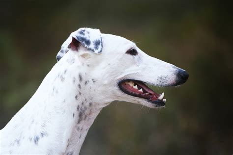 10+ Greyhound Colors: All About This Dog’s Coat