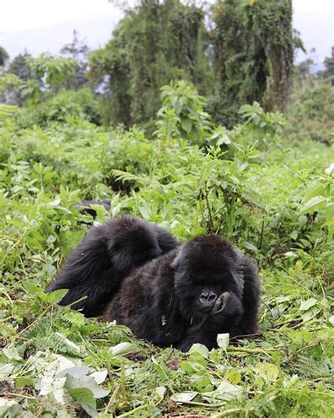 Uganda Wildlife Tours Rwanda Uganda Gorilla Trekking Tours And