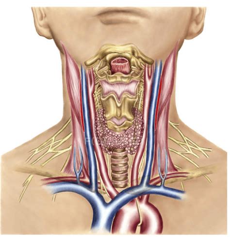 Muscoli Del Collo