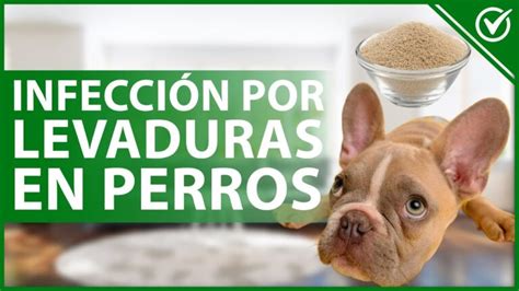 Tratamiento Eficaz Para La Diarrea Por Levaduras En Perros