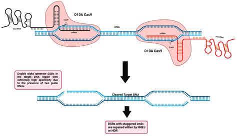 Cells Free Full Text Crispr Cas Technology For The Creation Of